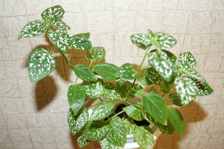 помогите начинающему цветоводу)))