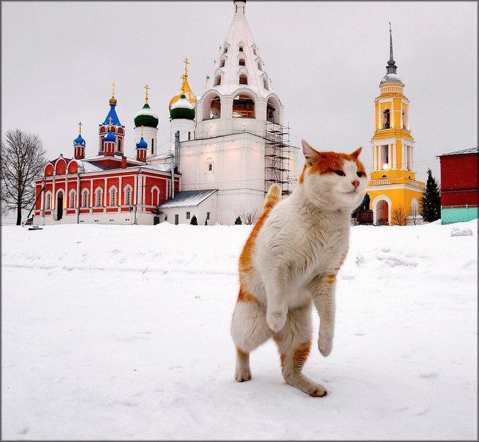 Коты в церкви: в Подмосковье отслужили необычный молебен - Православный журнал "