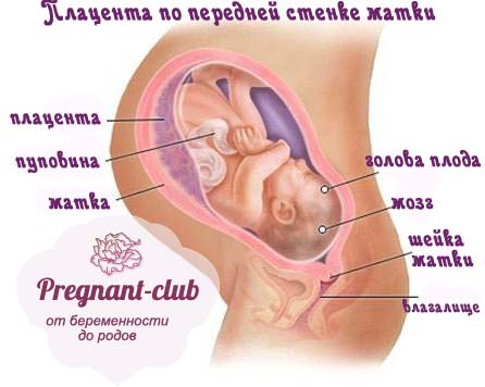 Расположение плода по задней стенке