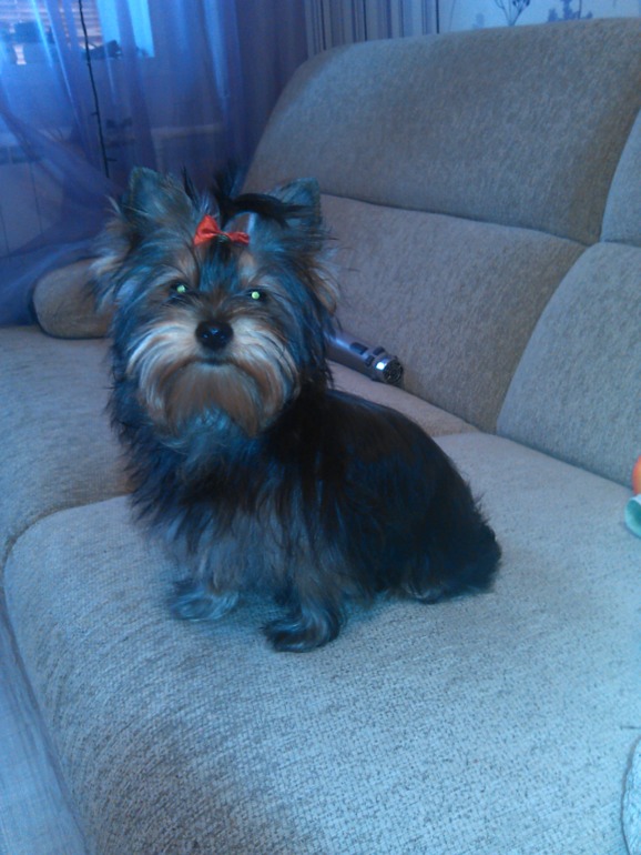 Немного фото моей Микки