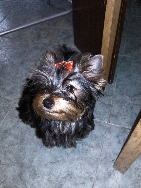 Немного фото моей Микки