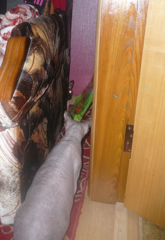 Помогите советами обладатели донских сфинксов!!!!