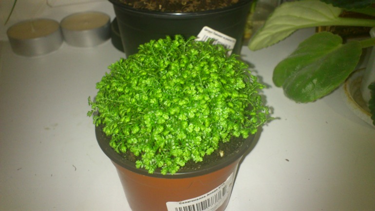 Мои новички