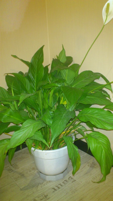 Ну и я похвастаюсь))