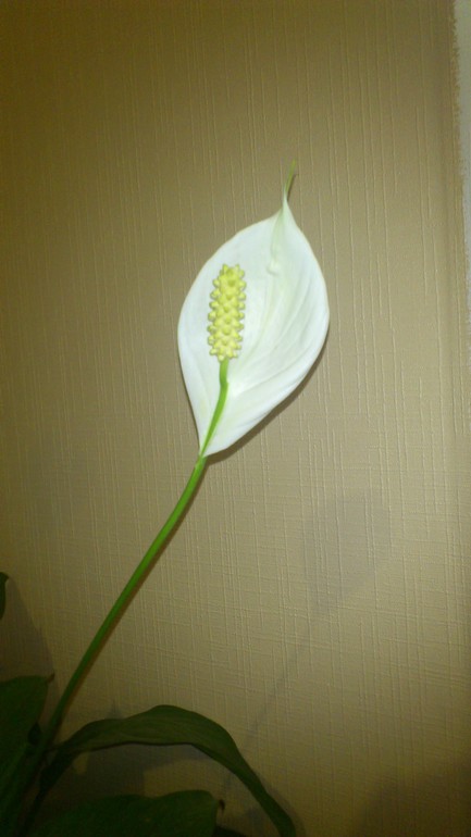 Ну и я похвастаюсь))