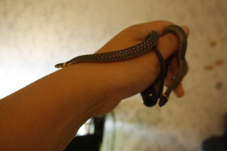 Наши малыши.