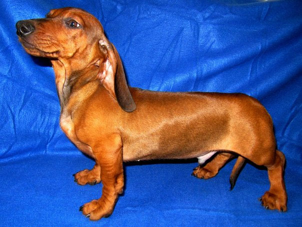 Пропала собака!