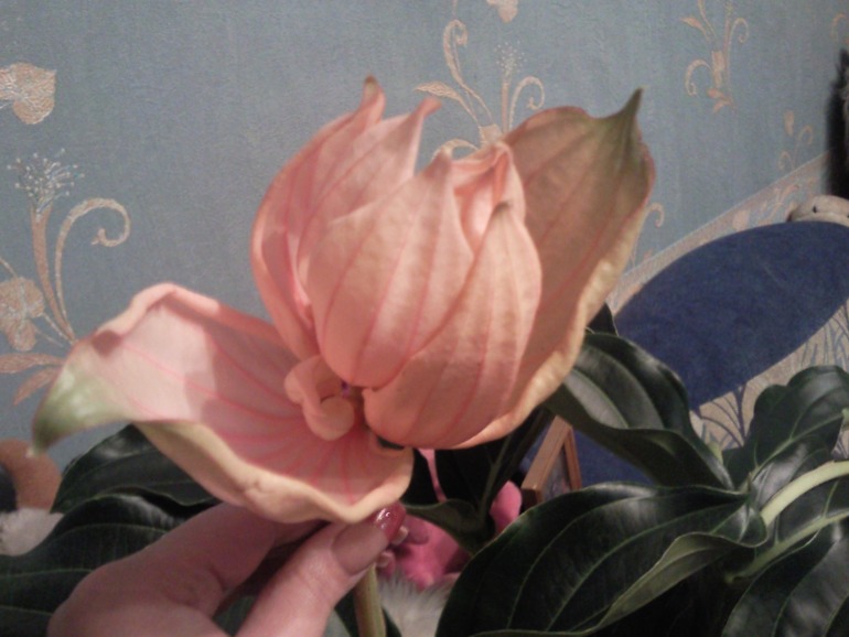 Новый житель.