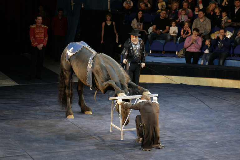 Цирк огромных зверей в Сокольниках. Отзыв)))