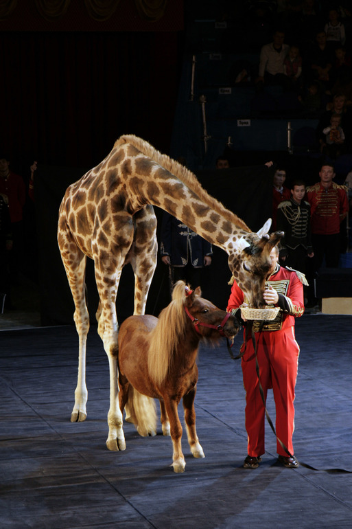Цирк огромных зверей в Сокольниках. Отзыв)))