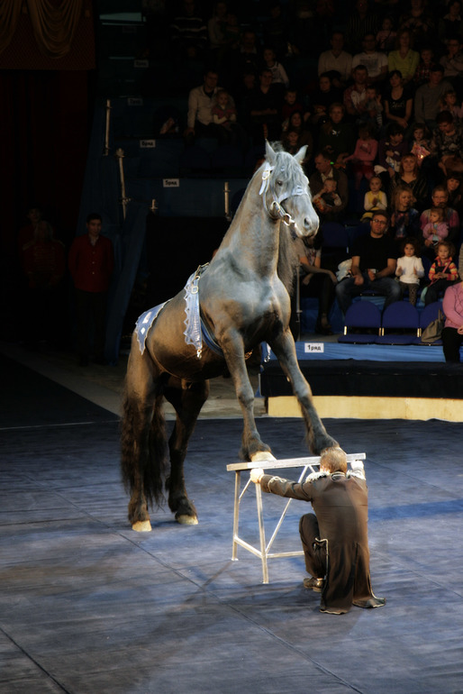 Цирк огромных зверей в Сокольниках. Отзыв)))