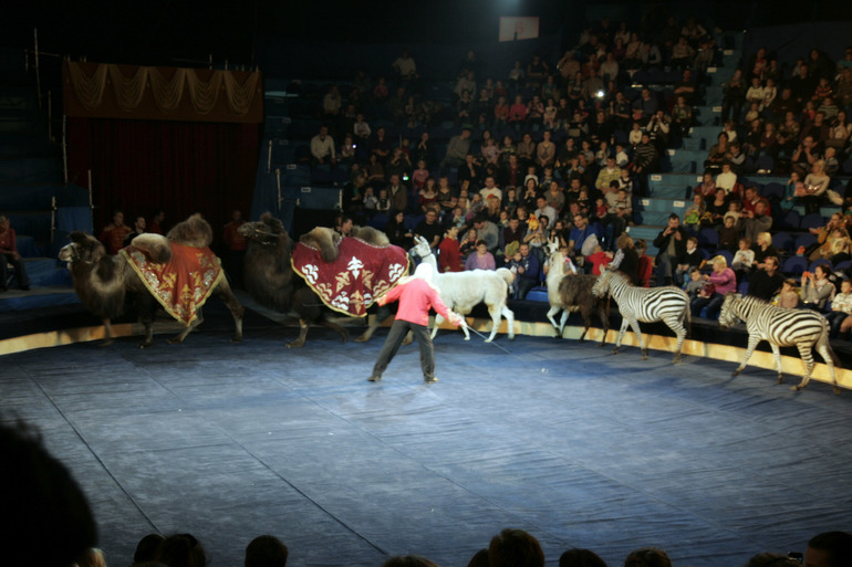 Цирк огромных зверей в Сокольниках. Отзыв)))
