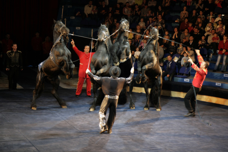 Цирк огромных зверей в Сокольниках. Отзыв)))