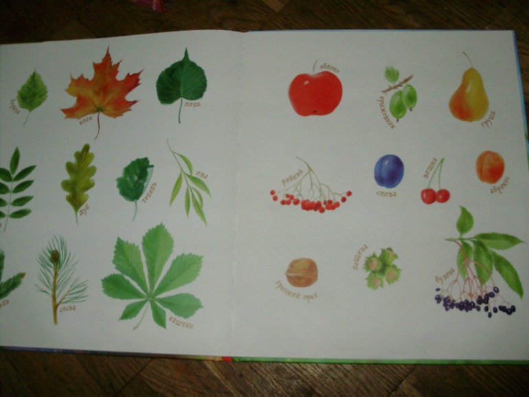 Лесной день