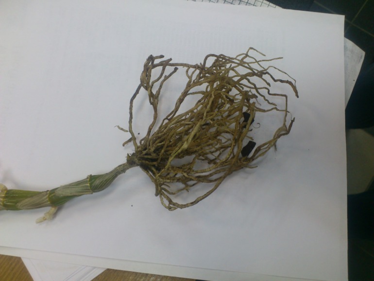 Пациент скорее жив или...(дендробиум)