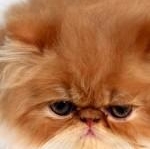 R*E*I*M*@ предзказ зима 2014-2015 принимаем заказы - СТОП 30 января!!!!!