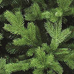 Кто еще не успел купить елочку?