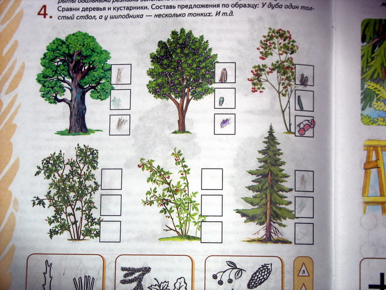 Деревья сравнение. Арбекова деревья и кустарники. Деревья предложение. Арбекова деревья 5-6 лет. Арбекова слова в картинках.