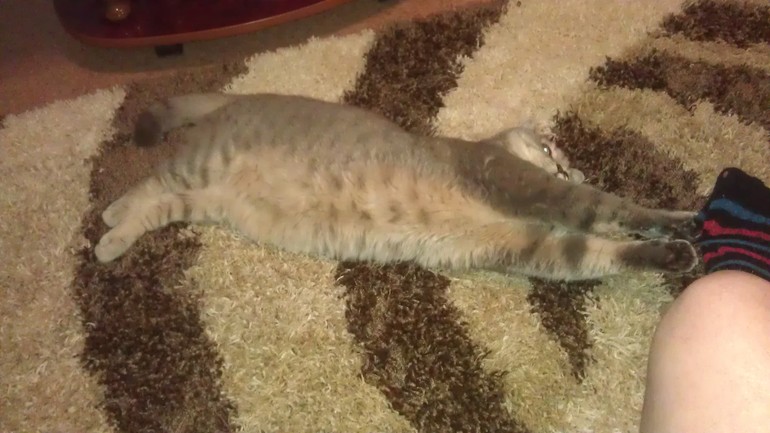 Моя любимая живность..)))