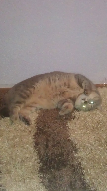 Моя любимая живность..)))