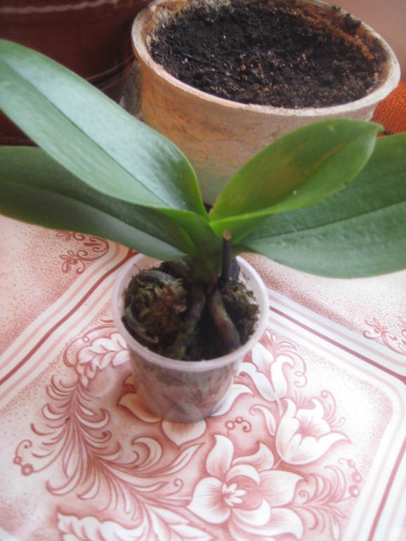 Нужен совет бывалых