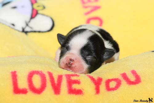 Просто покажемся- Барбариска :) Китайская хохлатая