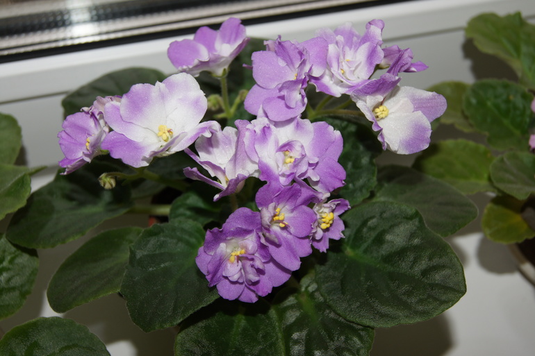 Мои фиалочки