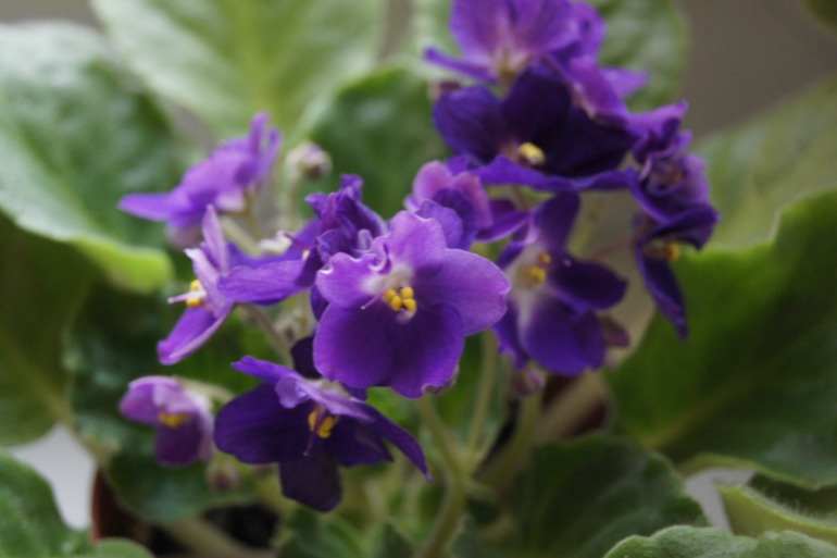 Мои фиалочки