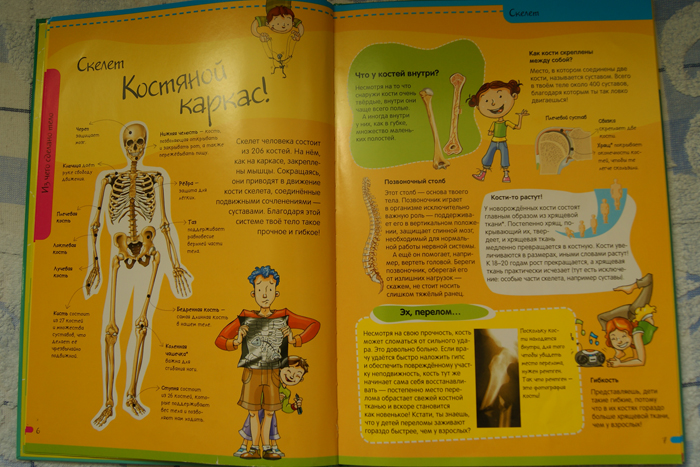 Нескучная Анатомия. Лабиринт