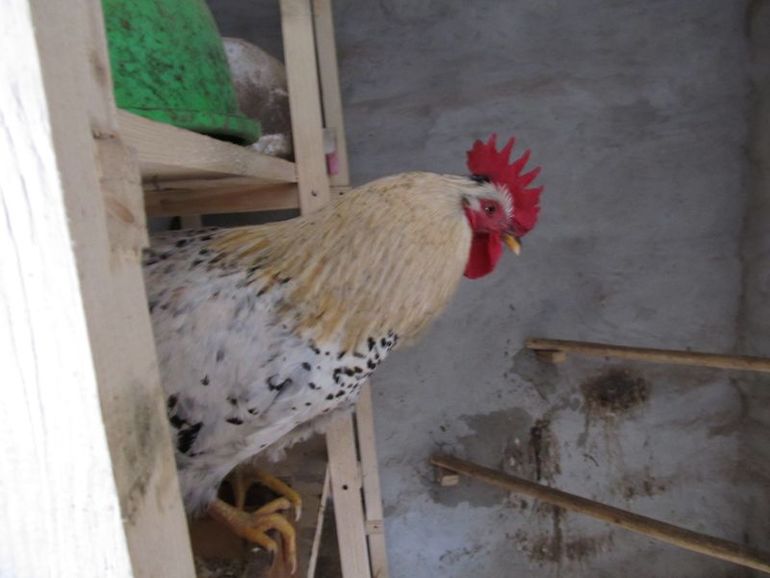 Наша живность