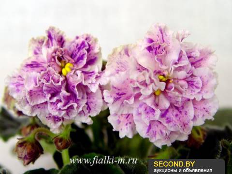 Девочки, заберите СРОЧНО!! СЕГОДНЯ детки и листики фиалок. Бабушкинская