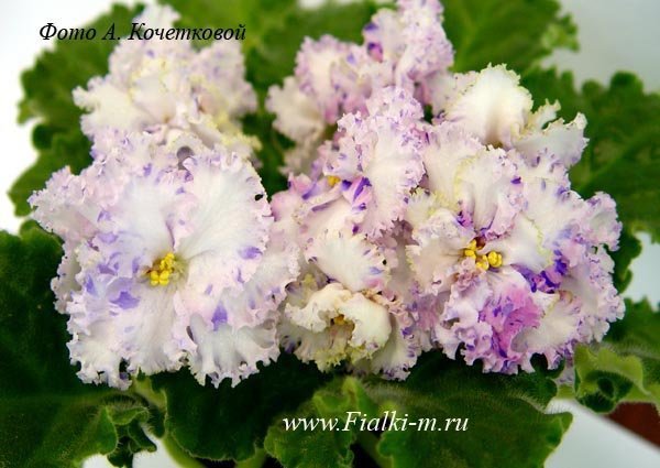 Девочки, заберите СРОЧНО!! детки и листики фиалок. Бабушкинская. ОБНОВИЛА ПОСТ 04.10