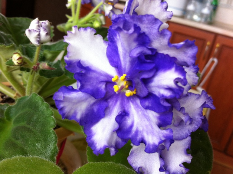 Цветут мои фиалочки.