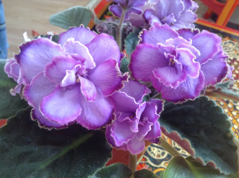 Девочки, заберите СРОЧНО!! детки и листики фиалок. Бабушкинская. ОБНОВИЛА ПОСТ 04.10