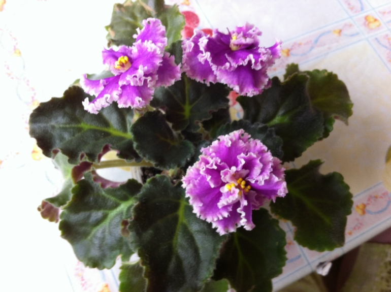 Цветут мои фиалочки.