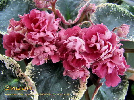 Продам детки от фиалок. Бабушкинская