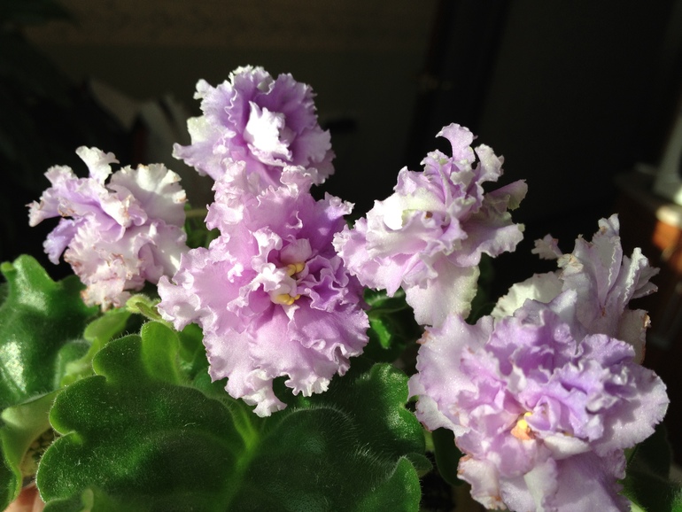 Цветут мои фиалочки.