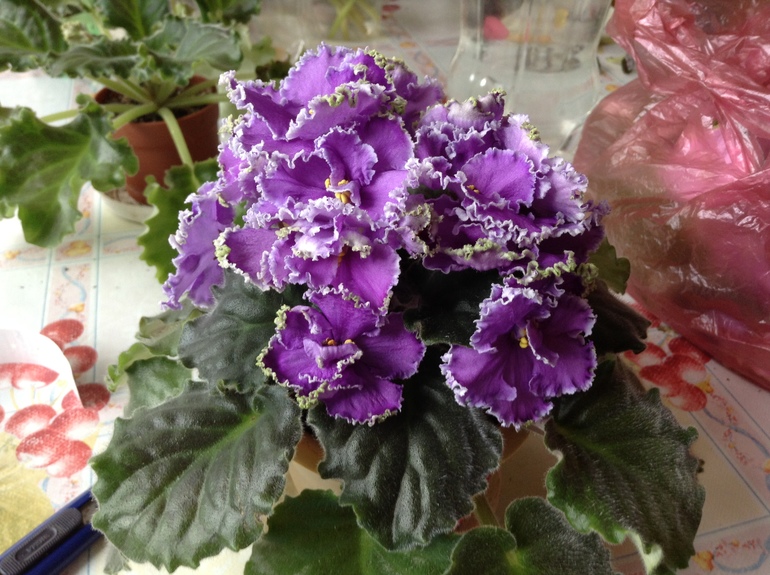 Девочки, заберите СРОЧНО!! детки и листики фиалок. Бабушкинская. ОБНОВИЛА ПОСТ 04.10