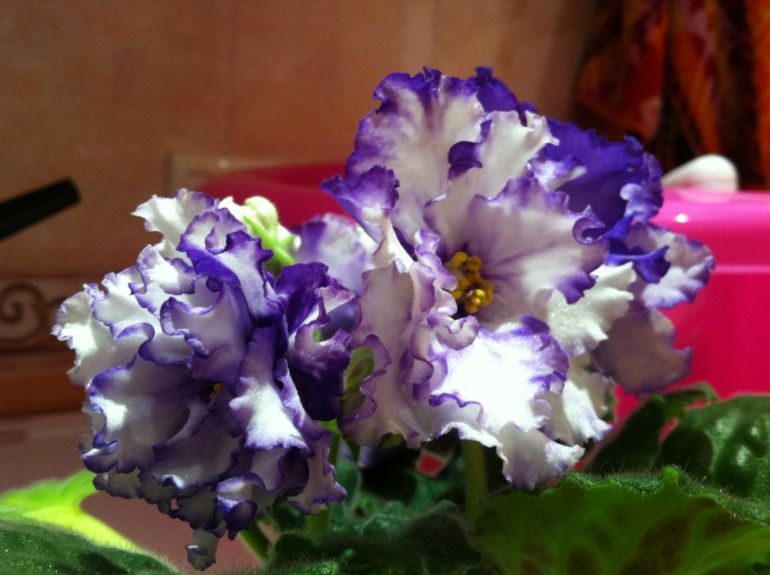 Необычное цветение Arctic Frost. Делюсь радостью.)))