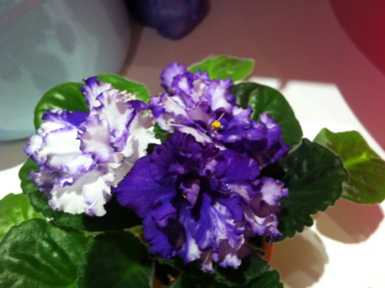 Необычное цветение Arctic Frost. Делюсь радостью.)))