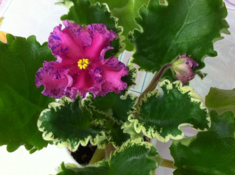 Цветут мои фиалочки.