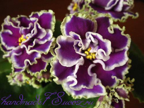 Продам детки от фиалок. Бабушкинская