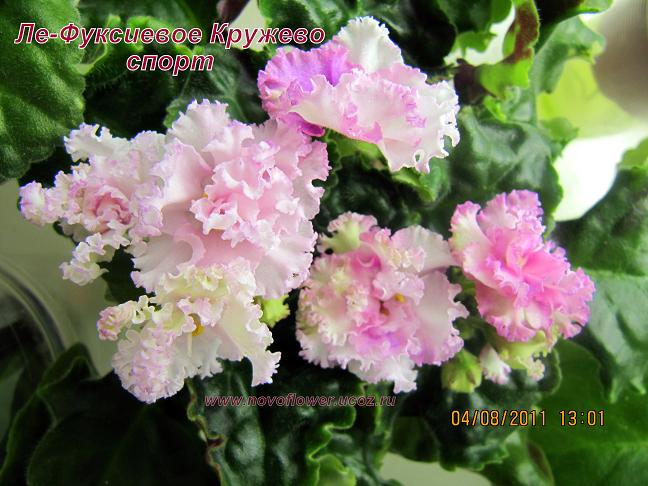 Девочки, заберите СРОЧНО!! детки и листики фиалок. Бабушкинская. ОБНОВИЛА ПОСТ 04.10