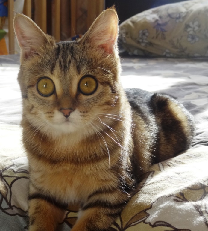 Наша котофея)))