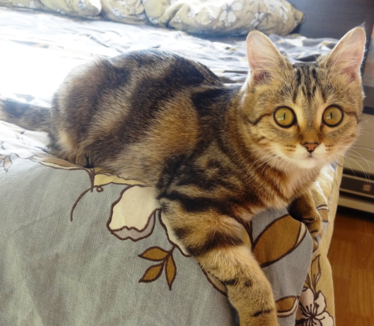 Наша котофея)))