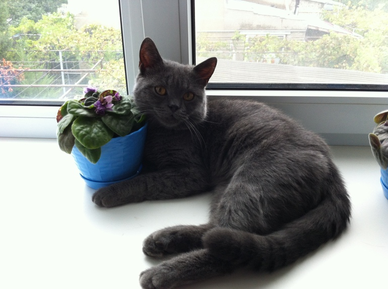 Барон с фиалочкой )))