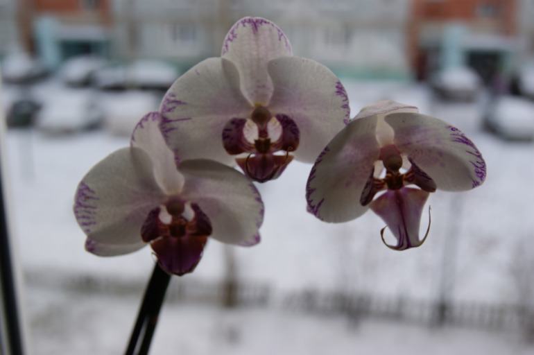 Мои любимки))