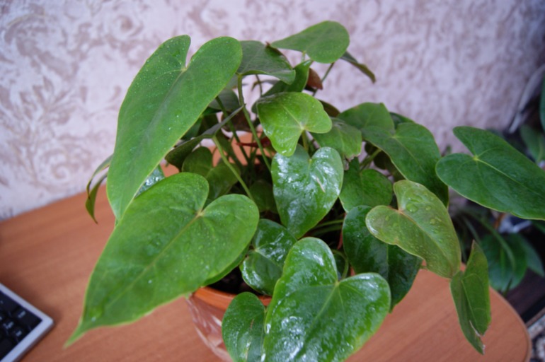 Мои любимки))