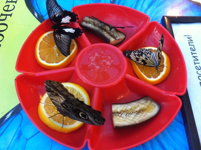 ФАБРИКА ЕЛОЧНЫХ ИГРУШЕК НА ВВЦ