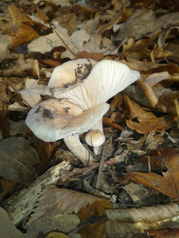 Мои приметки к новому циклу)))